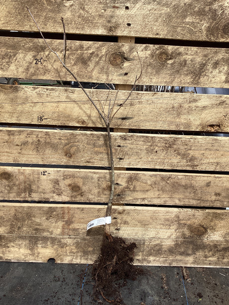 Oak, White, Bare Root