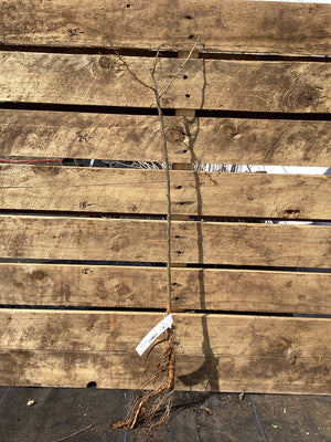 Osage Orange, Bare Root