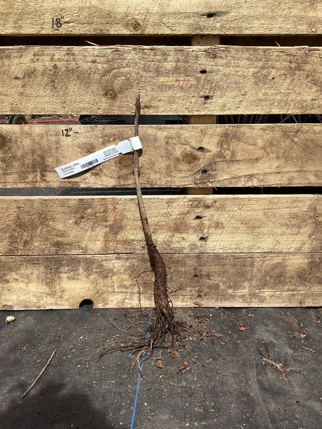 Buckeye, Ohio, Bare Root