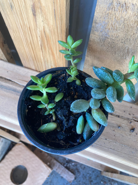 Sedeveria Hybrid, Jet Beads