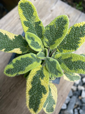 Sage, Golden