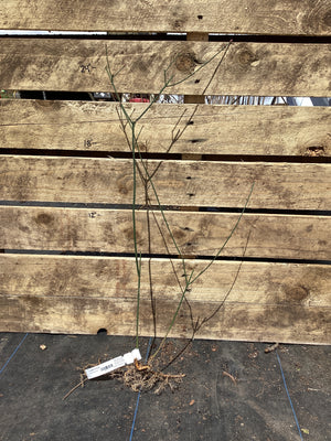 Strawberry Bush, Bare Root