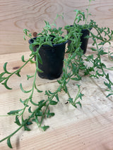 String of Dolphins Organically Grown Succulent Plant For Sale