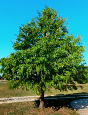 Bald Cypress Bare Root Native Trees For Sale