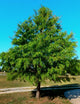 Native Trees