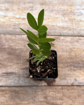 Baptisia alba white wild indigo potted plant for sale