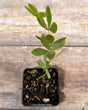 Baptisia australis blue wild indigo potted plant for sale