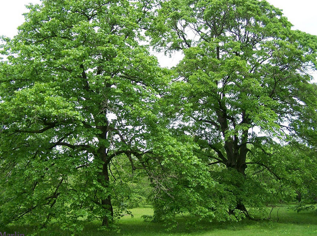 Basswood American Linden Native Tree For Sale