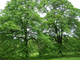Native Trees