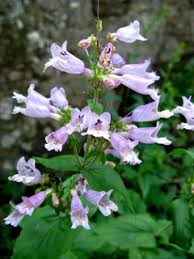 Beardtongue, Eastern