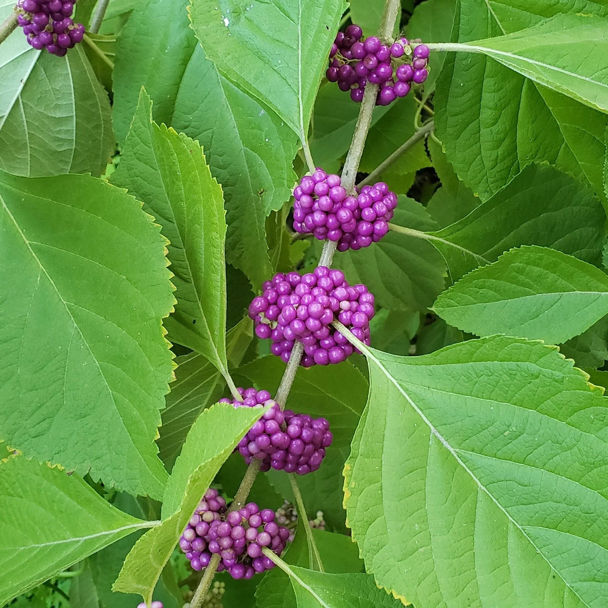 Beautyberry Bare Root Native Shrub For Sale – The Farm Connection