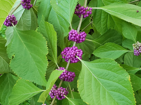 Beautyberry Bare Root Native Shrub For Sale