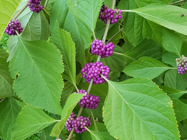 Beautyberry Bare Root Native Shrub For Sale