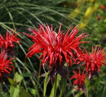 Bee Balm, Judiths Fancy Fuschia