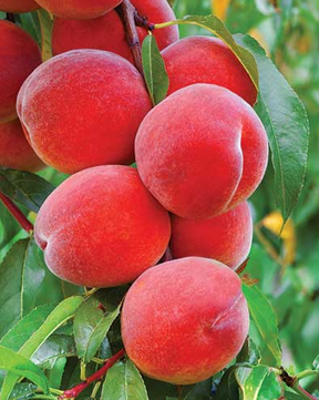 Belle of Georgia Bare Root Peach Tree For Sale