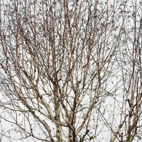 Paper Birch Bare Root Native Tree For Sale