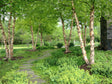 River Birch Bare Root Tree For Sale