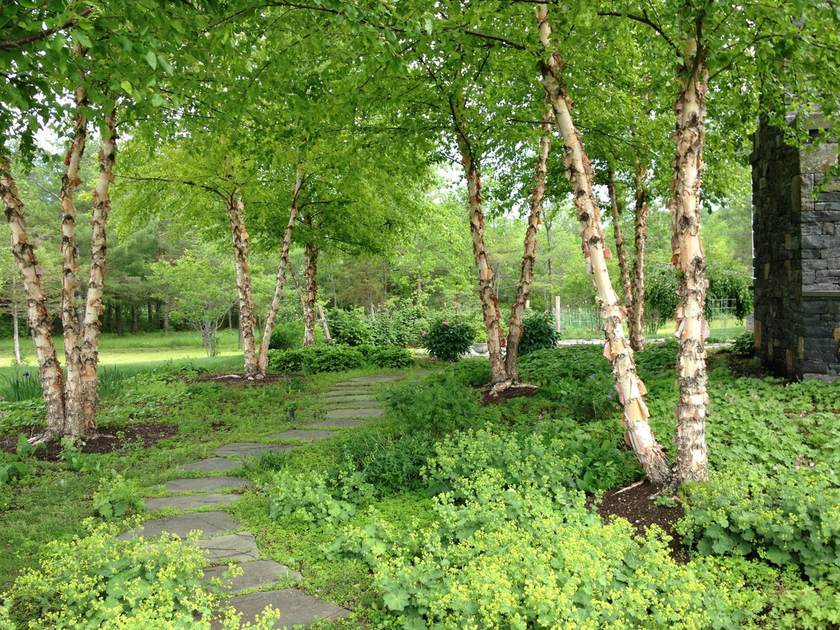 River Birch Bare Root Tree For Sale