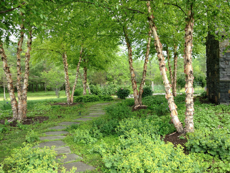 River Birch Bare Root Tree For Sale