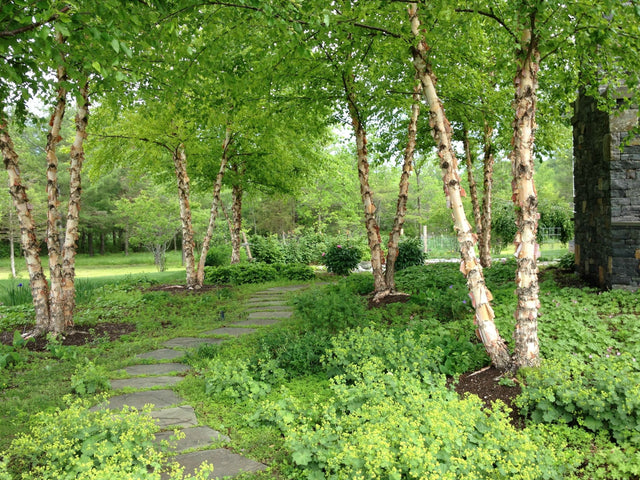 River Birch Bare Root Tree For Sale