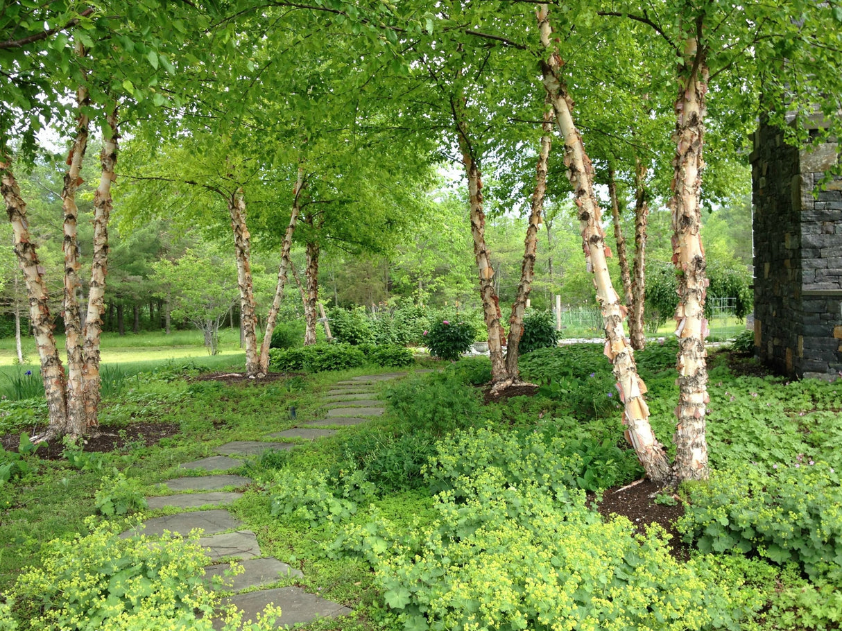 River Birch Native Tree For Sale
