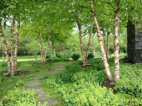 River Birch Native Tree For Sale