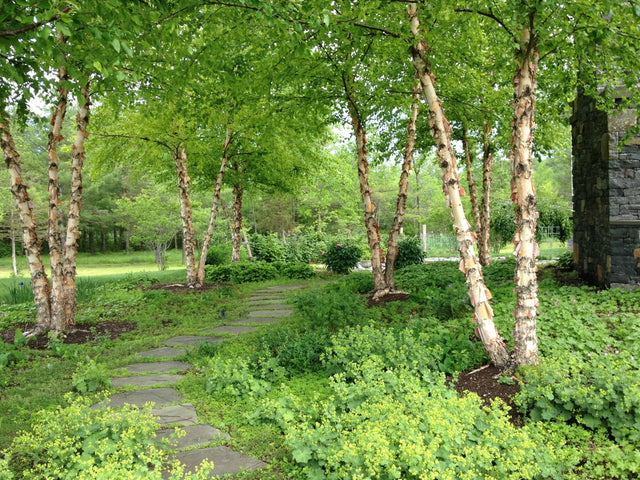 River Birch Native Tree For Sale