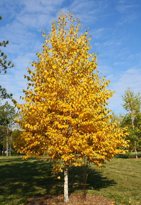 Yellow Birch | Bare Root Native Tree For Sale