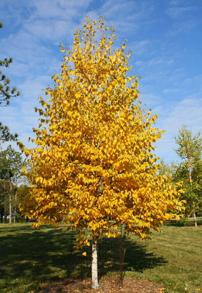 Yellow Birch | Bare Root Native Tree For Sale