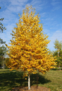 Yellow Birch | Bare Root Native Tree For Sale