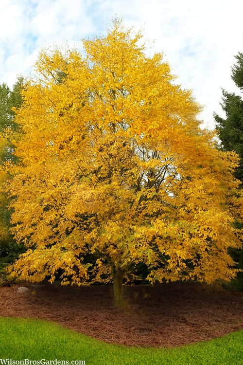 Yellow Birch Native Tree For Sale