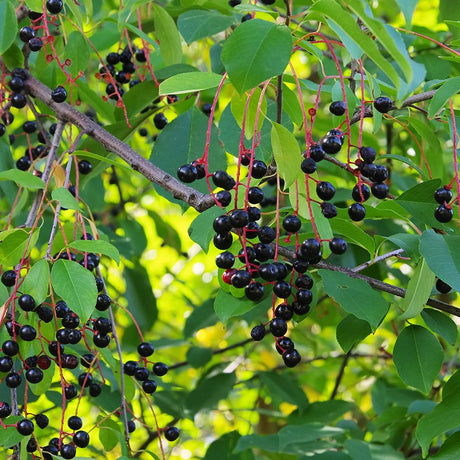 Black Cherry Bare Root Native Fruit Tree For Sale