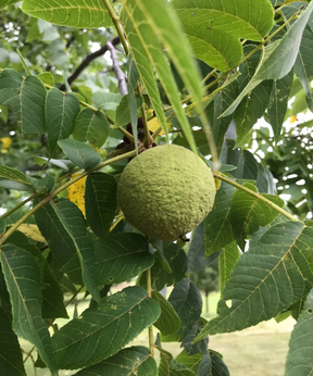 Black Walnut Bare Root Native Nut Tree For Sale