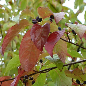 Blackgum Bare Root Native Tree For Sale
