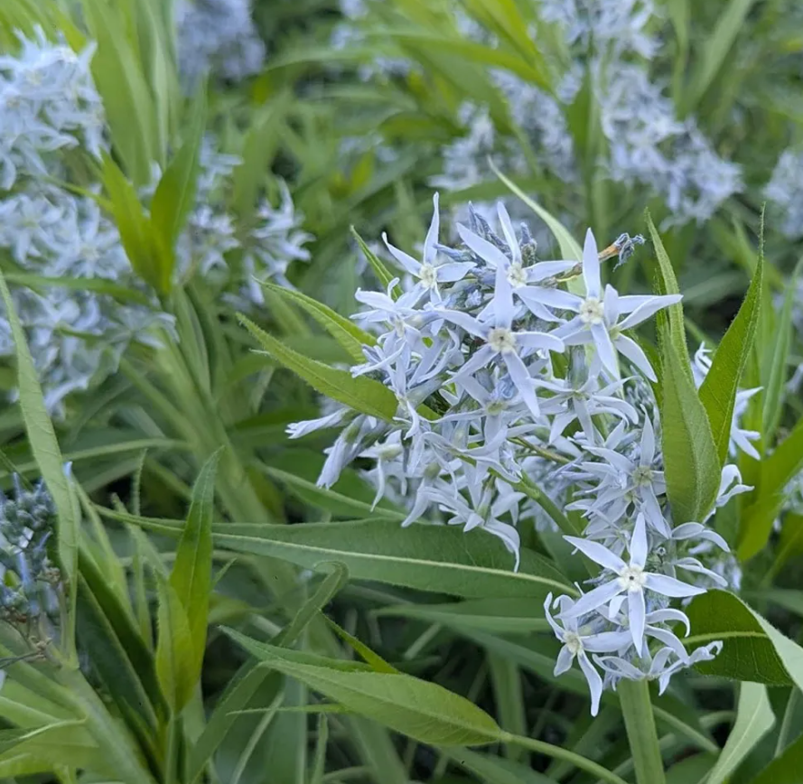 Blue Star, Shining