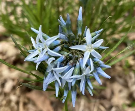 Blue Star, Threadleaf