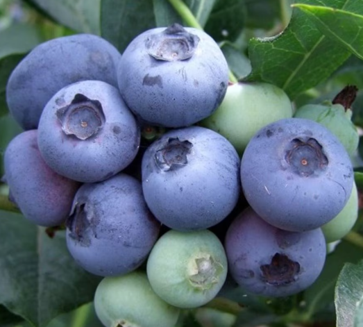 Bare Root Duke Blueberry Plant For Sale