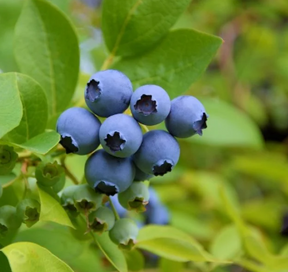 Bare Root Nelson Blueberry Plant For Sale
