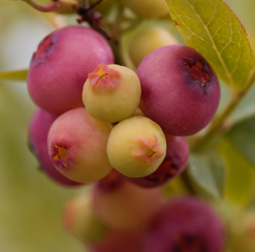Bare Root Pink Lemonade Blueberry Plant For Sale