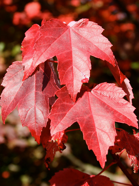 Brandywine Maple Bare Root Native Tree For Sale