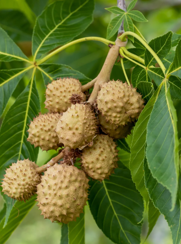 Ohio Buckeye Bare Root Native Tree For Sale