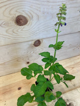 Sage, (Dan Shen) Red