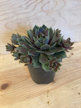 Silverine Hen and Chicks Organically Grown Plants For Sale