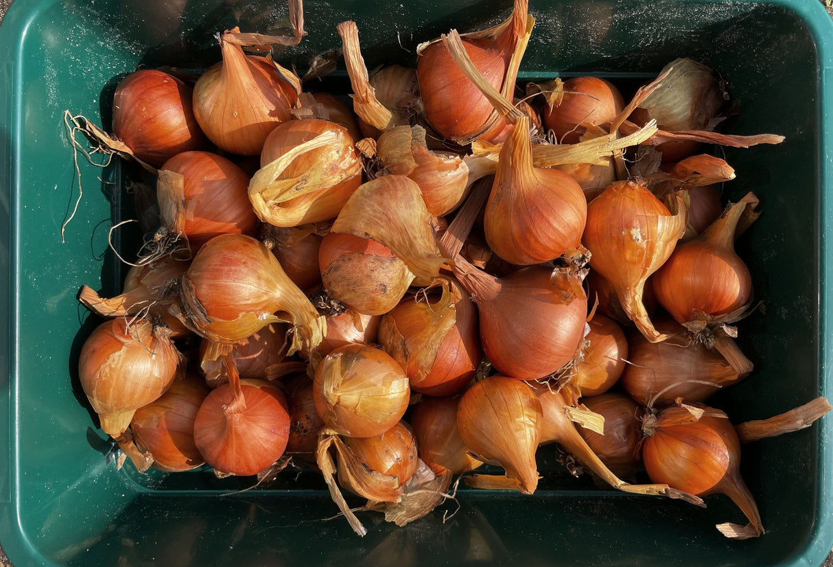 Potato Onion (Seed)