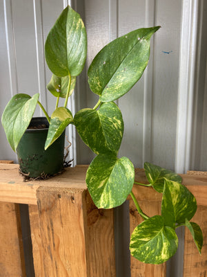 golden pothos life cycle Pothos, Golden Plants For Sale – The Farm Connection