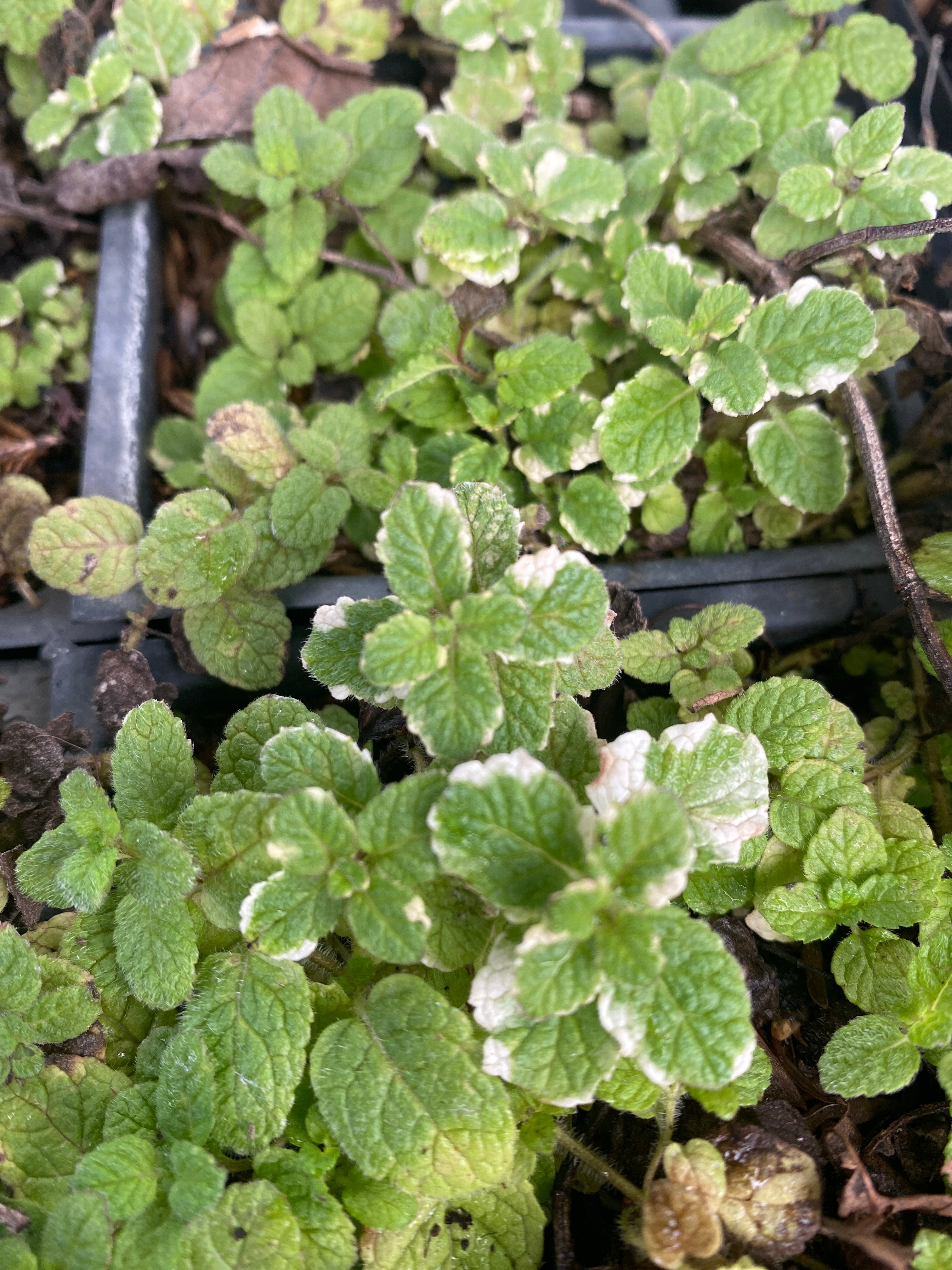 mint pineapple plant Pineapple Mint Organically Grown Native Plants for Sale – The Farm Connection