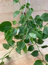 Variegated Peperomia Organically Grown Houseplants For Sale