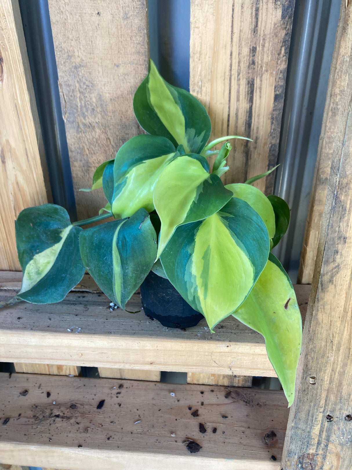 Heartleaf Philodendron