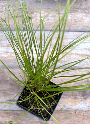 Carex appalachica Appalachian sedge potted plant for sale