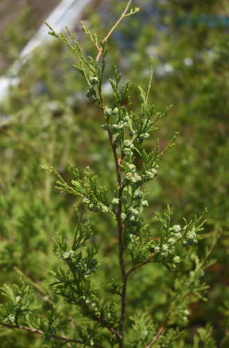 Atlantic White Cedar Plant For Sale
